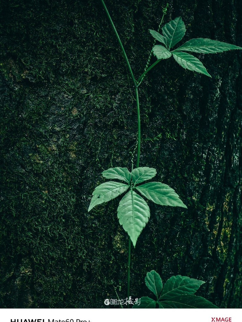 ��ΪMate 60