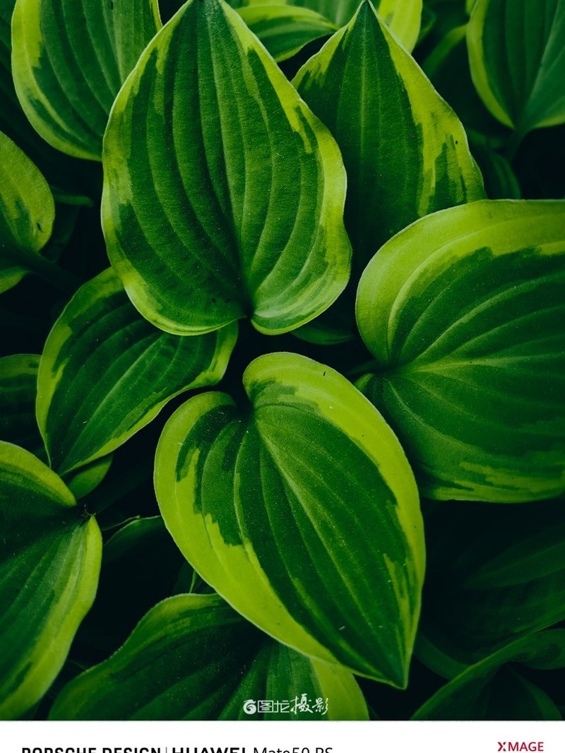 ��ΪMate 60