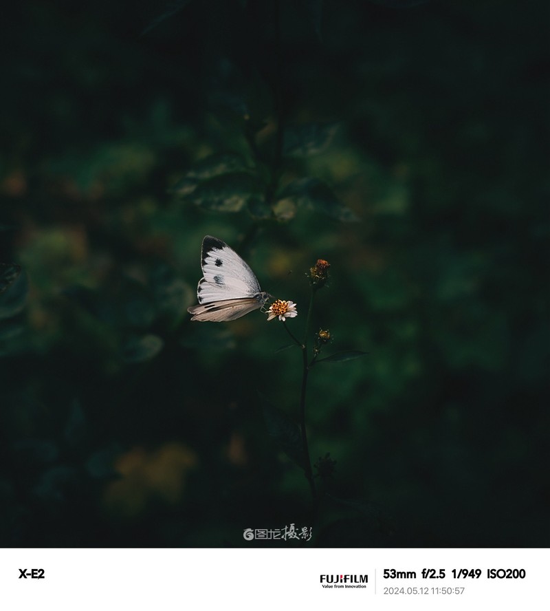 ��ʿ���